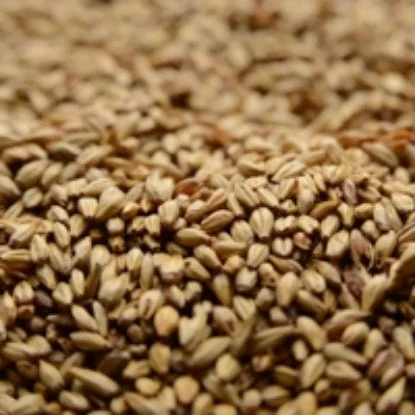 howdybrewer12022621