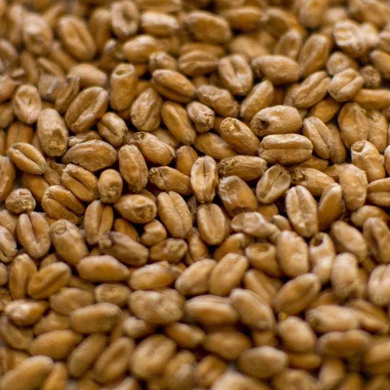howdybrewer12026157